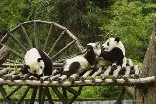 成都华夏熊猫乐园行